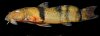Click for full image
