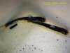Click for full image