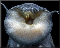 Jon Armbrusters Loricariid Home Page