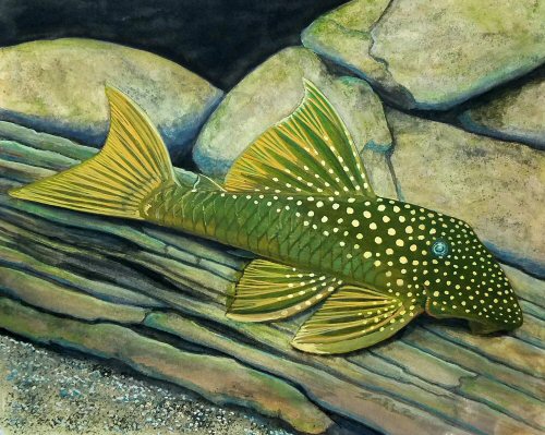 Hemiancistrus subviridis