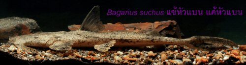 Bagarius suchus