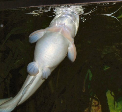 Clarias batrachus = Air breathing of the female at water surface