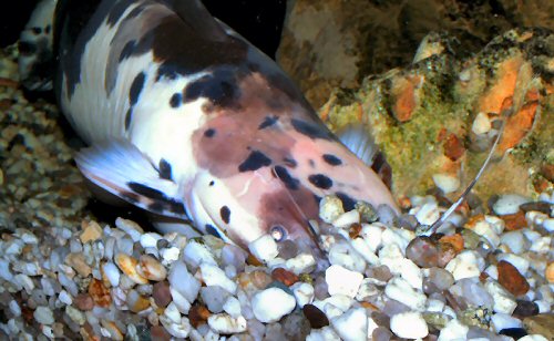 Clarias batrachus = Nest digging by the male
