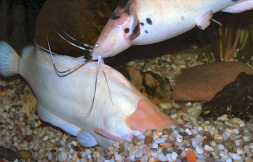 Clarias batrachus = Spawning embrace