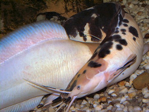 Clarias batrachus = Spawning embrace with male wrapping its body around the female
