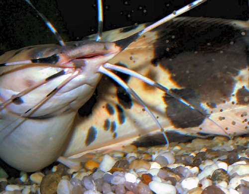 Clarias batrachus = Spawning - male with eggs directly after the embrace