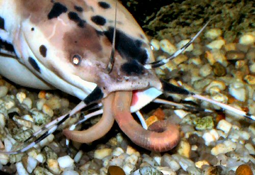 Clarias batrachus = Male eating earthworms  
