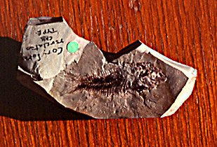 Corydoras revelatus fossil