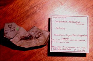 Fossil with information tag