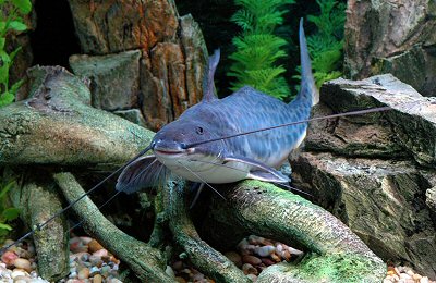 An eye catcher in the big aquarium. With this specimen the bluish colouring is particularly strongly pronounced.