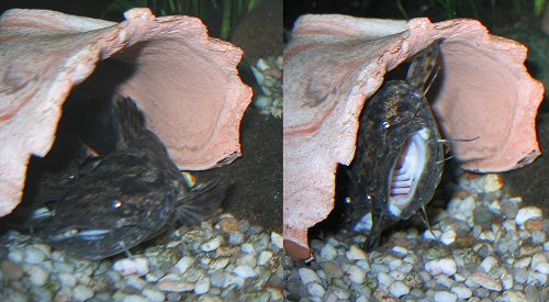 Internal species aggressiveness: Two young C. apurensis with the fight for a hiding place.