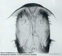 Click for larger Image -  Chaca bankanensis, from Bleeker, 1862, showing the barbels on the posterior nostrils