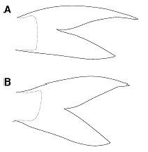 Schematic illustration of caudal fins of (A)