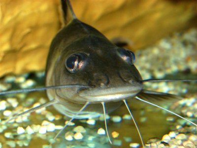 P. ornatus in profile: A catfish for loving!