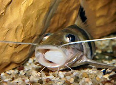 P. ornatus can devour quite big pieces of fish!