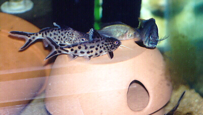 S.multipunctatus spawning with host fish Haplochromis