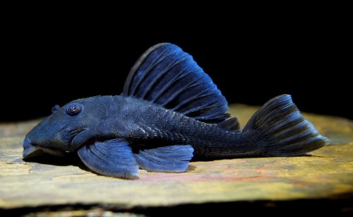 Baryancistrus beggini - female