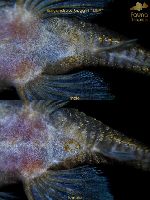 Baryancistrus beggini - male & female genital area