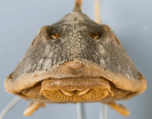 H. boulengeri - tip of snout is naked
