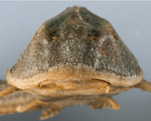 H. formosae - tip of snout with small plates
