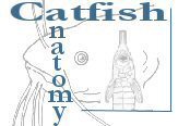 Catfish Anatomy
