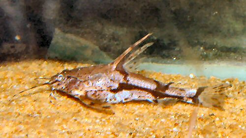 Amblydoras nauticus = sub adult in aquarium