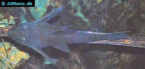 Acanthicus hystrix