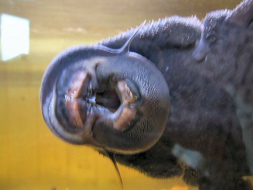 Acanthicus hystrix = showing mouth