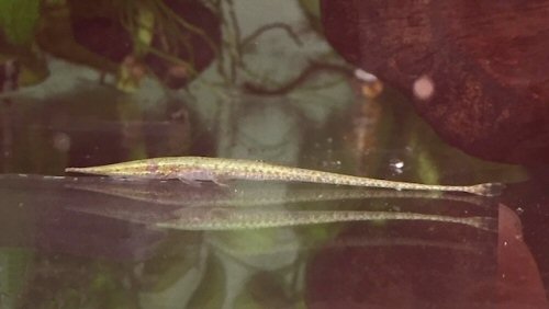 Acestridium gymnogaster