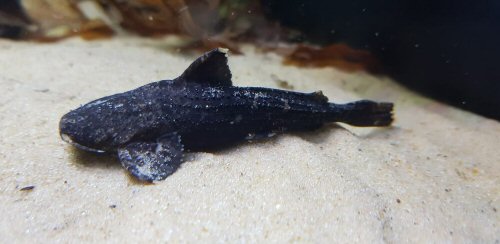 Acrochordonichthys rugosus