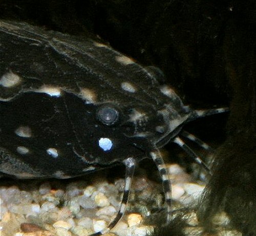 Agamyxis pectinifrons  = close up of head