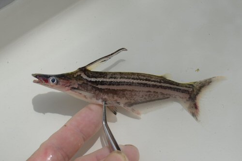 Ageneiosus lineatus = Breeding male with ossified maxillary barbels and hooks on hypertrophied dorsal spine