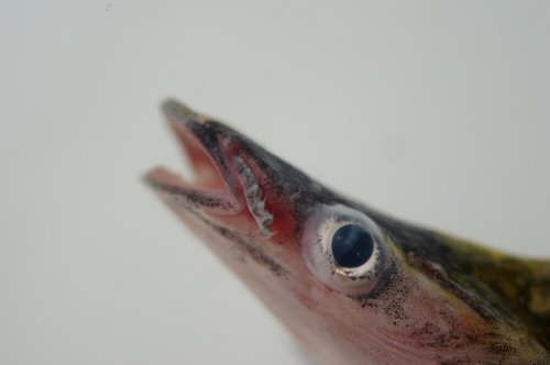 Ageneiosus lineatus = Maxillary barbel becomes ossified in mature males and studded with small hooks to help grasp a female during a spawning clasp