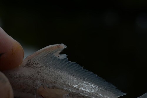 Ageneiosus lineatus = Anteriormost anal-fin rays of the male bears a fleshy tube, used to inseminate the female. In the photo, sperm is being released from the distal end of the tube
