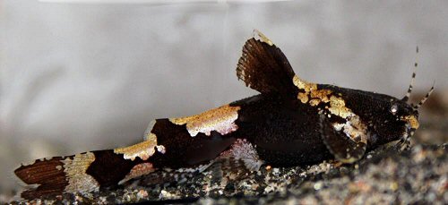 Akysis hendricksoni = female