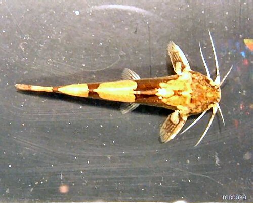 Akysis longifilis = dorsum view