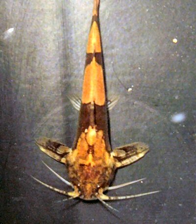 Akysis longifilis = Dorsum view