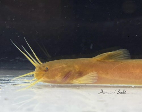 Amblyceps hmolaii  = head view