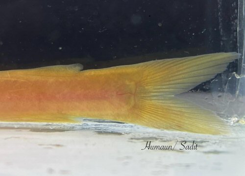 Amblyceps hmolaii = caudal view