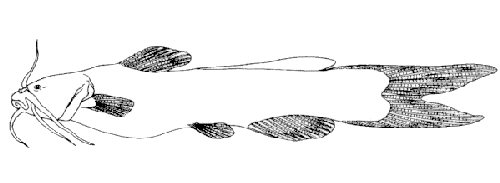Amblyceps mangois 