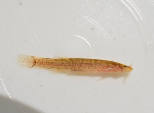 Ammoglanis amapaensis - from the Oyapock