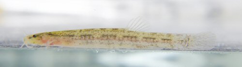 Ammoglanis nheengatu = Live specimen, paratype, UFOPA–I 1357, 16 mm SL.