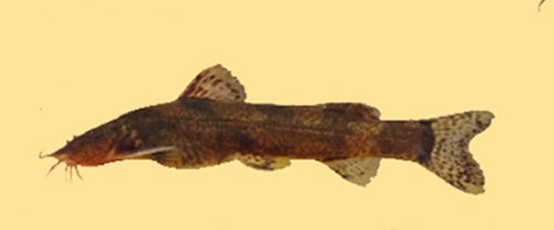 Amphilius frieli  = From the Lofoi River, below the falls (middle Lufira basin)