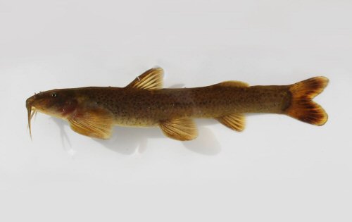 Amphilius natalensis = From Bushmans River (Tugela System), South Africa.
