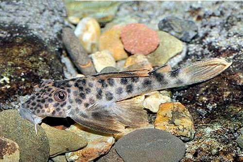 Ancistomus feldbergae