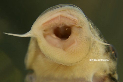 Ancistomus sp. (L424) = mouth view