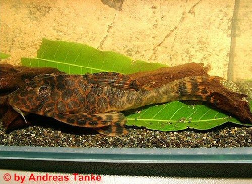 Ancistomus sp. (L430)