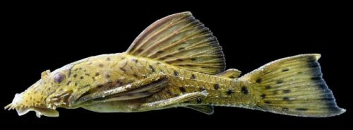 Ancistrus centrolepis = lateral view