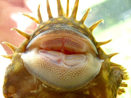 Ancistrus cirrhosus - male mouth view