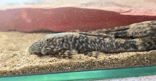 Ancistrus clementinae